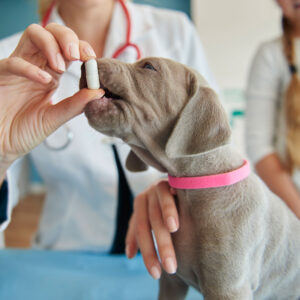 Pet medications online store in Lakeland Fl and Winter Haven FL