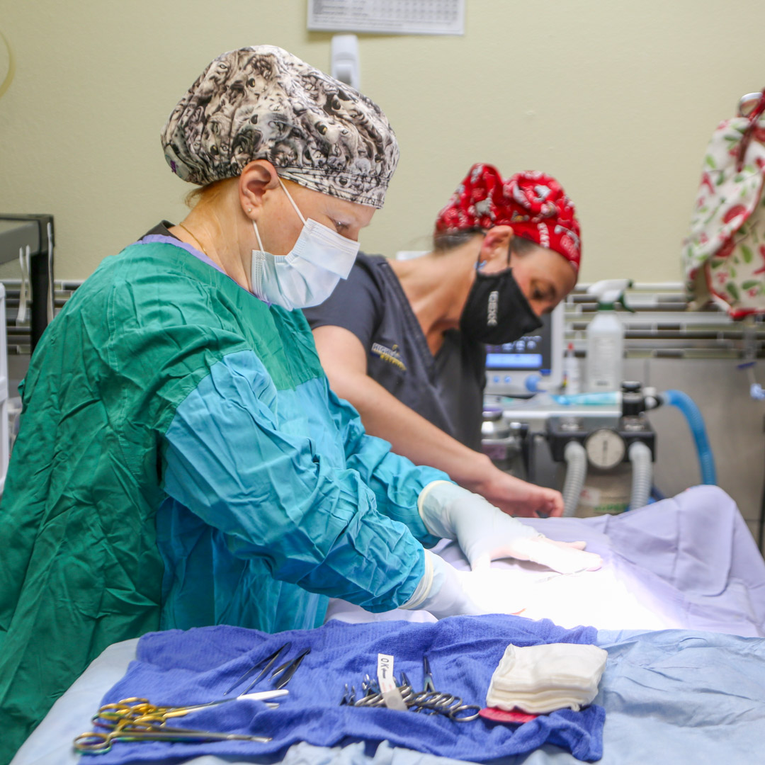 pyometra and diagnosis for breeders in Lakeland Fl