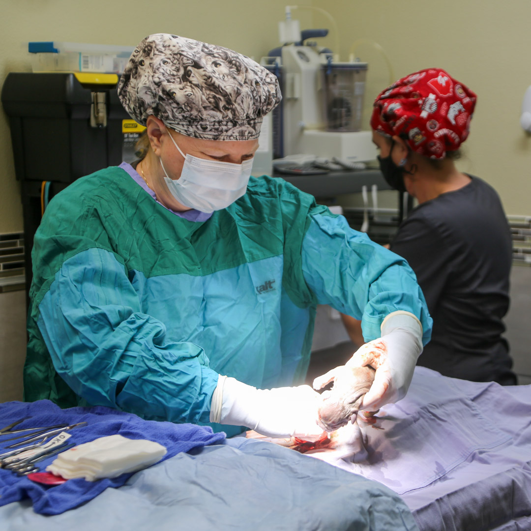 Pet c-section in Lakeland FL