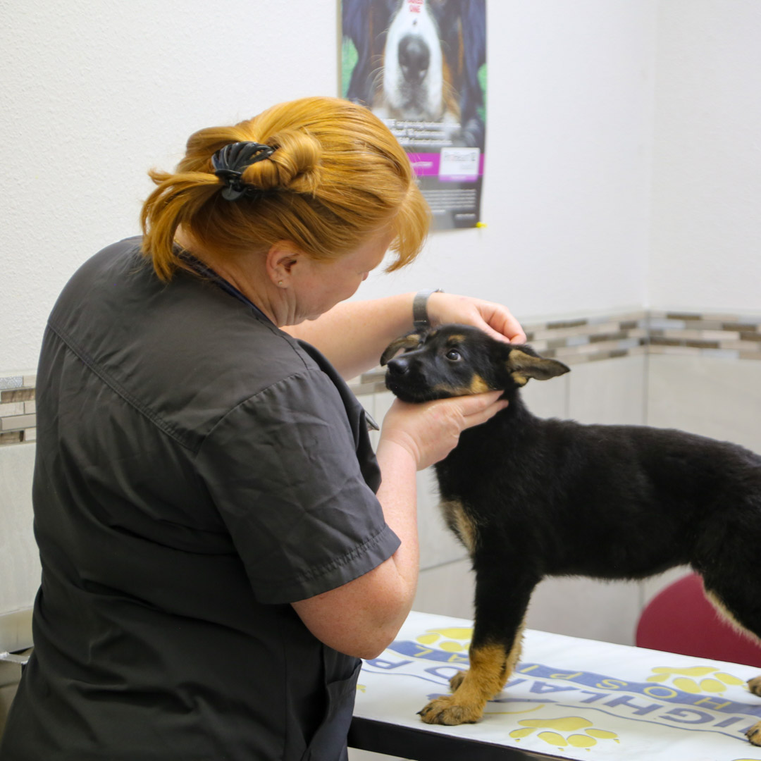 Lakeland Fl and Auburndale FL Pet medications online