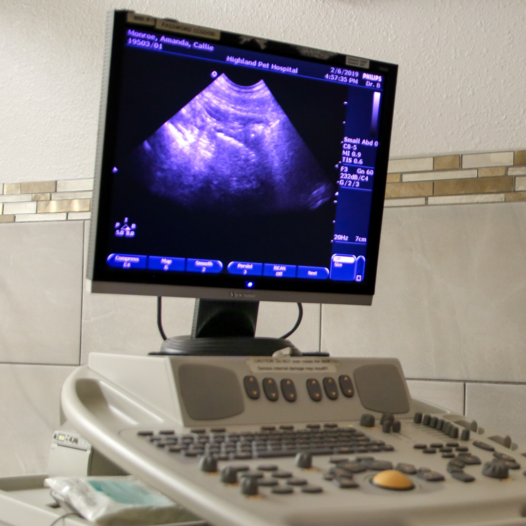 Pet ultrasound in Lakeland Fl and Bartow Fl