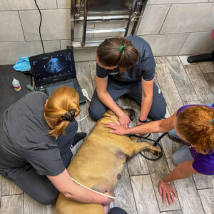 Dog breeding tips in Florida