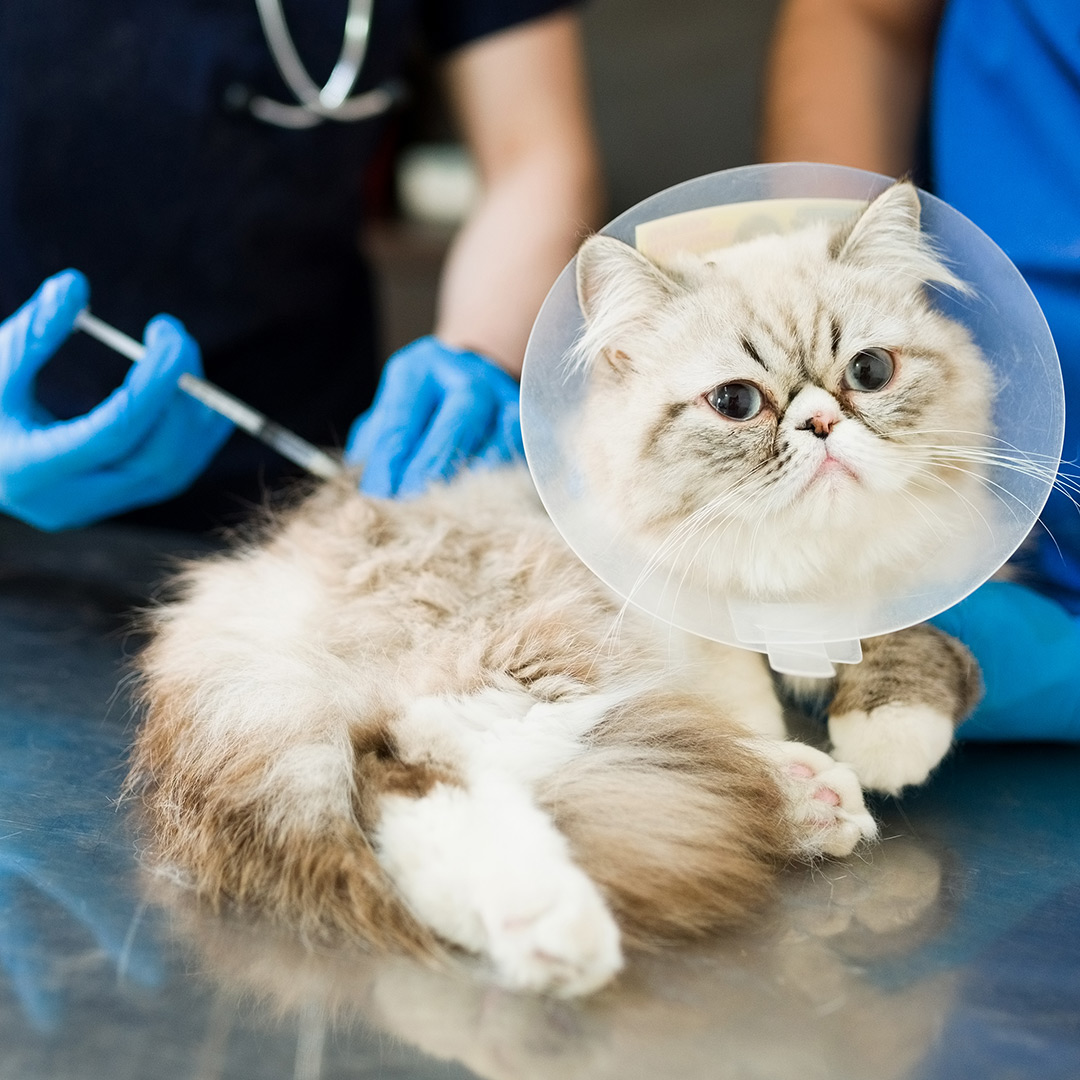 pet vaccinations in lakeland fl