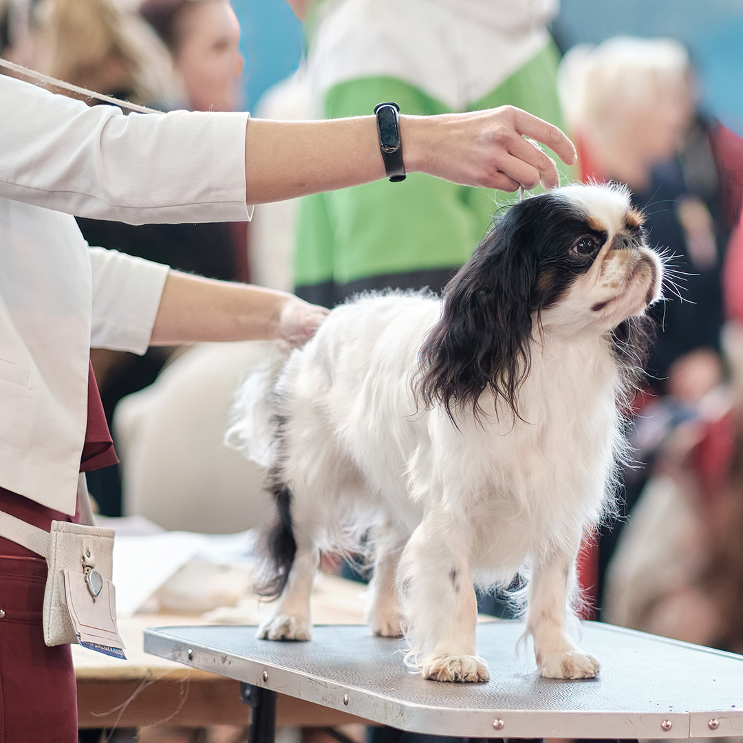 Show dog veterinarians in Lakeland, FL