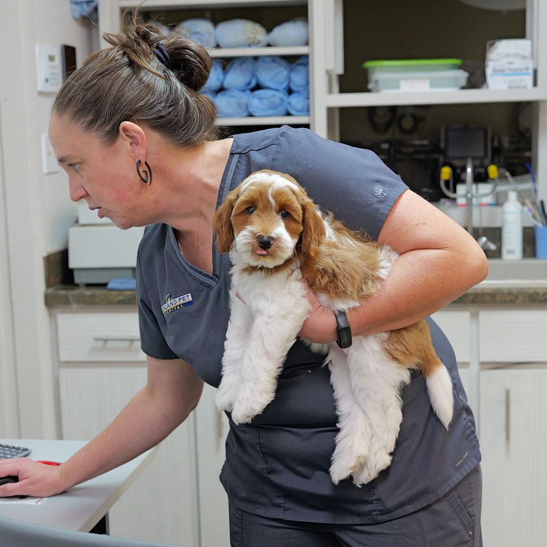 neonatal puppy care in west palm fl
