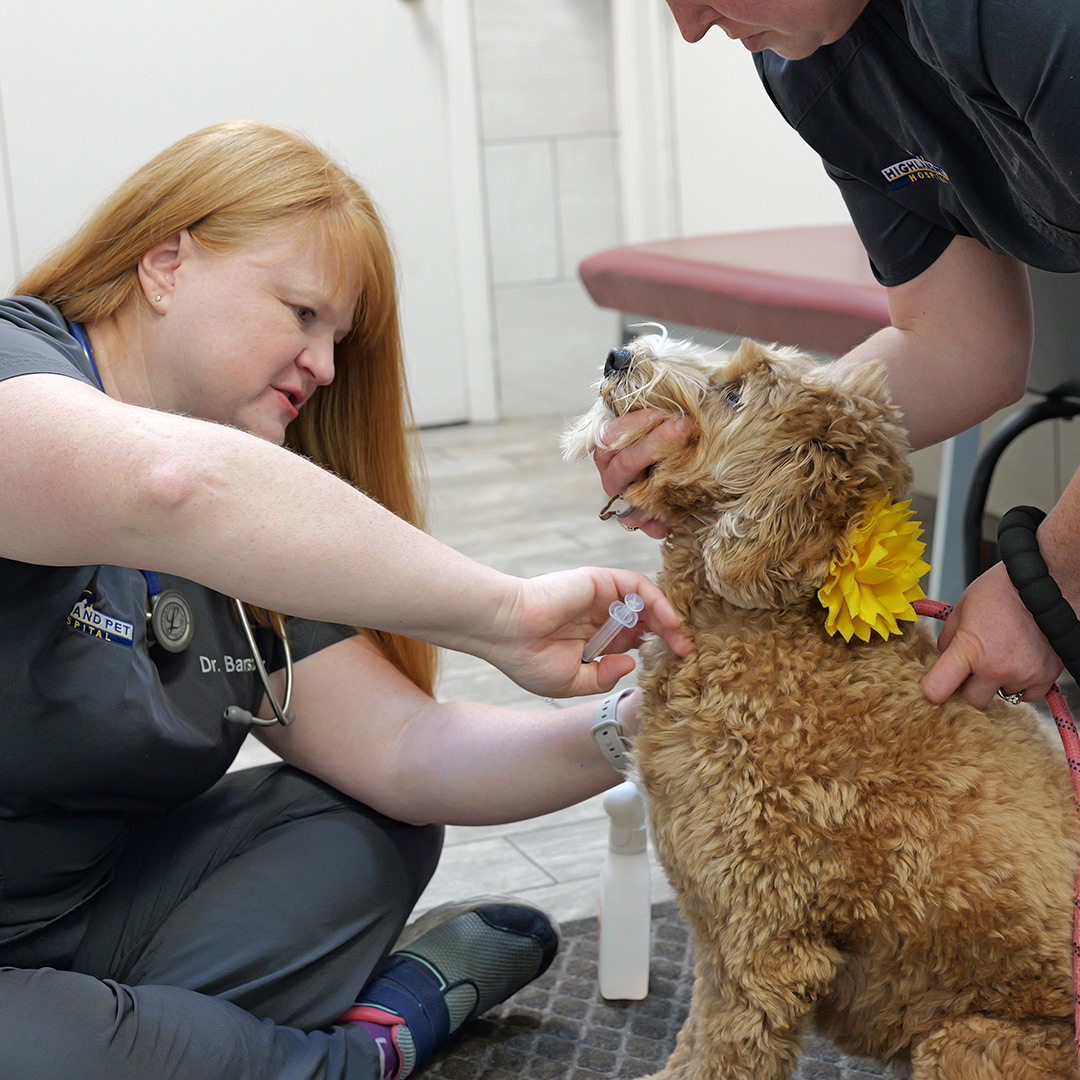 Dog Progesterone Testing in Miami Florida