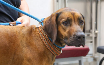 cancer in dogs in Orlando florida