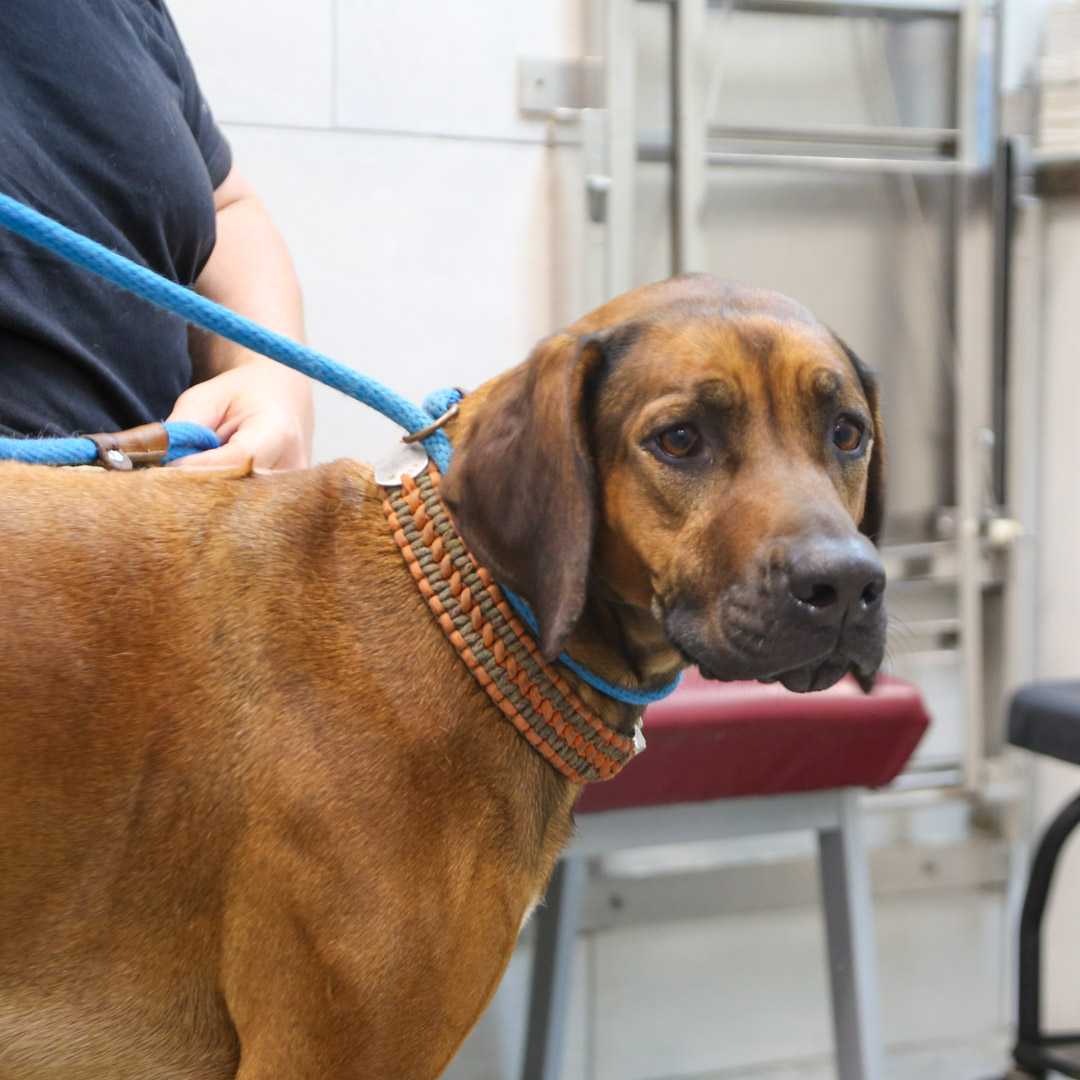 cancer in dogs in Orlando florida