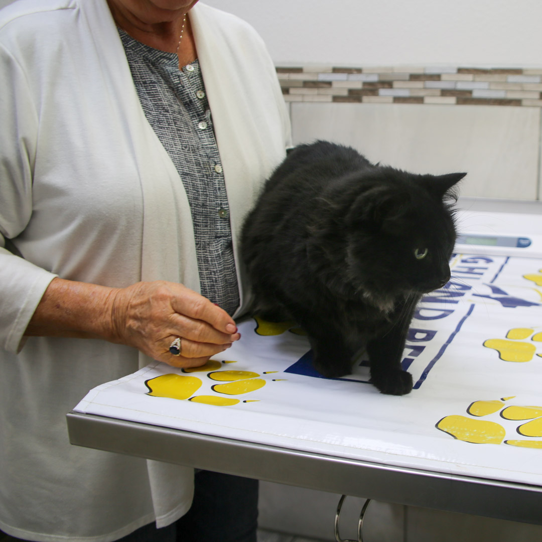 cancer treatment for cats in Spring Hill Florida