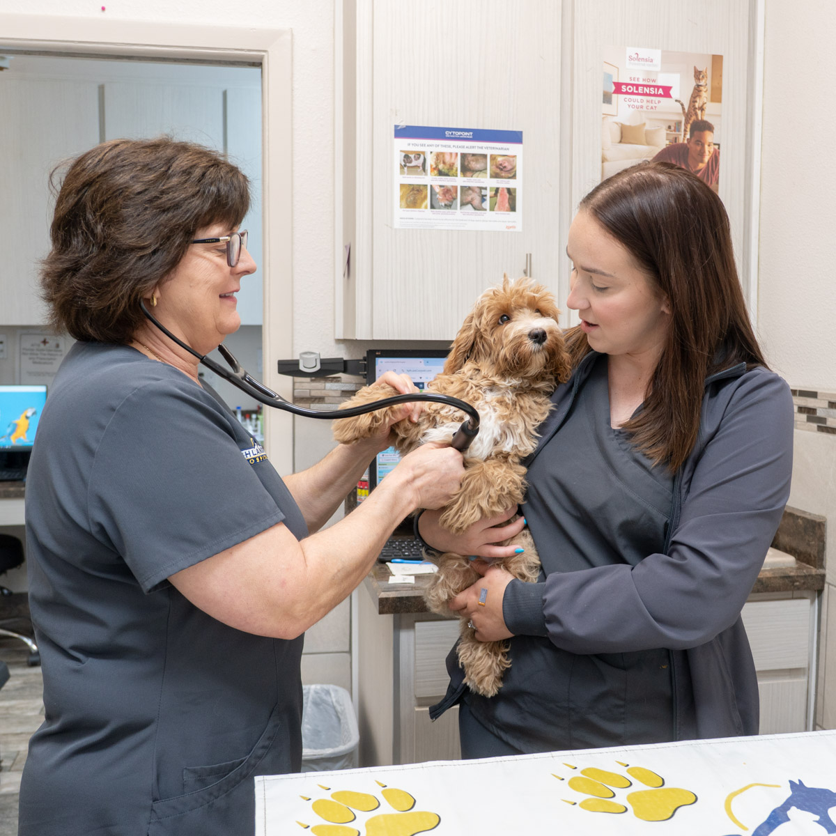 health check up for animals in Jacksonville FL