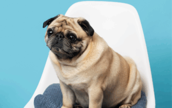 diabetes in animals in Orlando florida