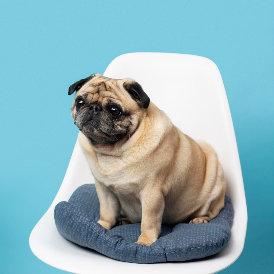 diabetes in animals in Orlando florida