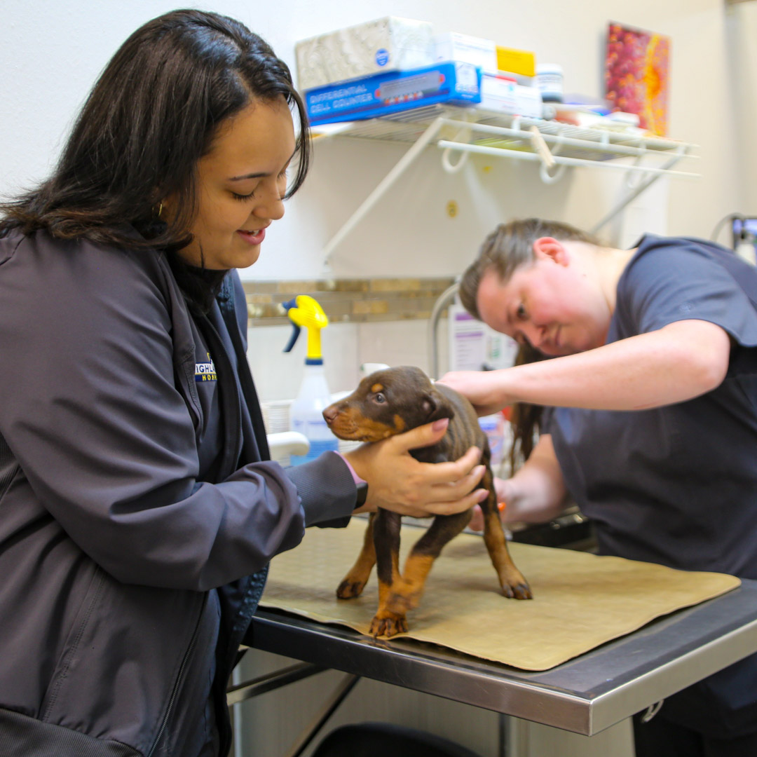 wellness check for dogs in Jacksonville, FL