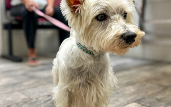 pet safety tips in Spring Hill, FL