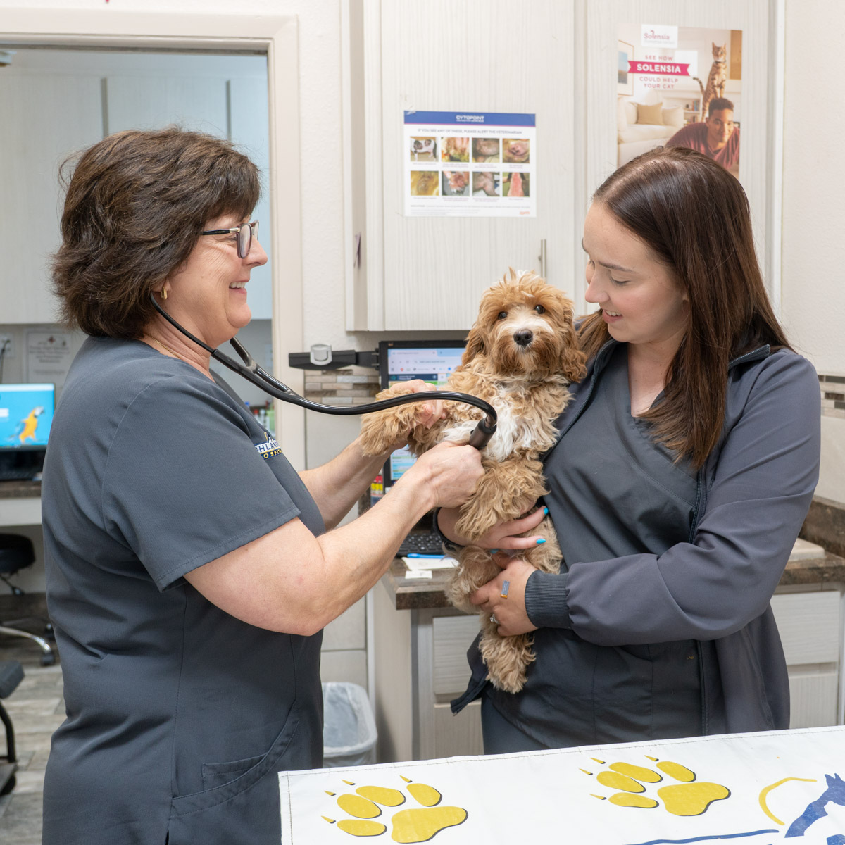 wellness check for dogs in Spring Hill, FL