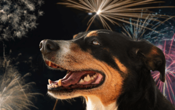 keep dog calm on new years in Orlando Florida