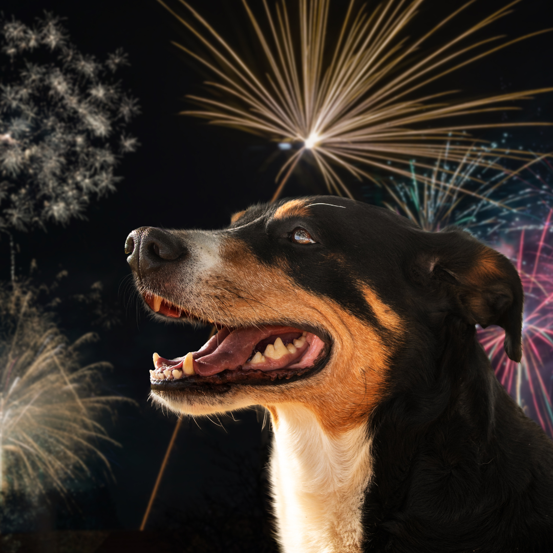 keep dog calm on new years in Orlando Florida
