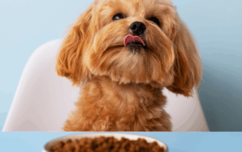 food for dogs in Jacksonville, FL