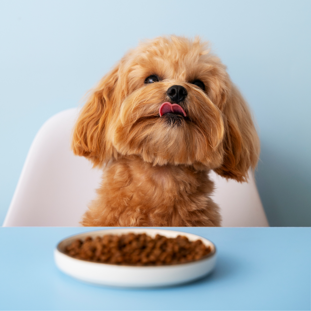 food for dogs in Jacksonville, FL