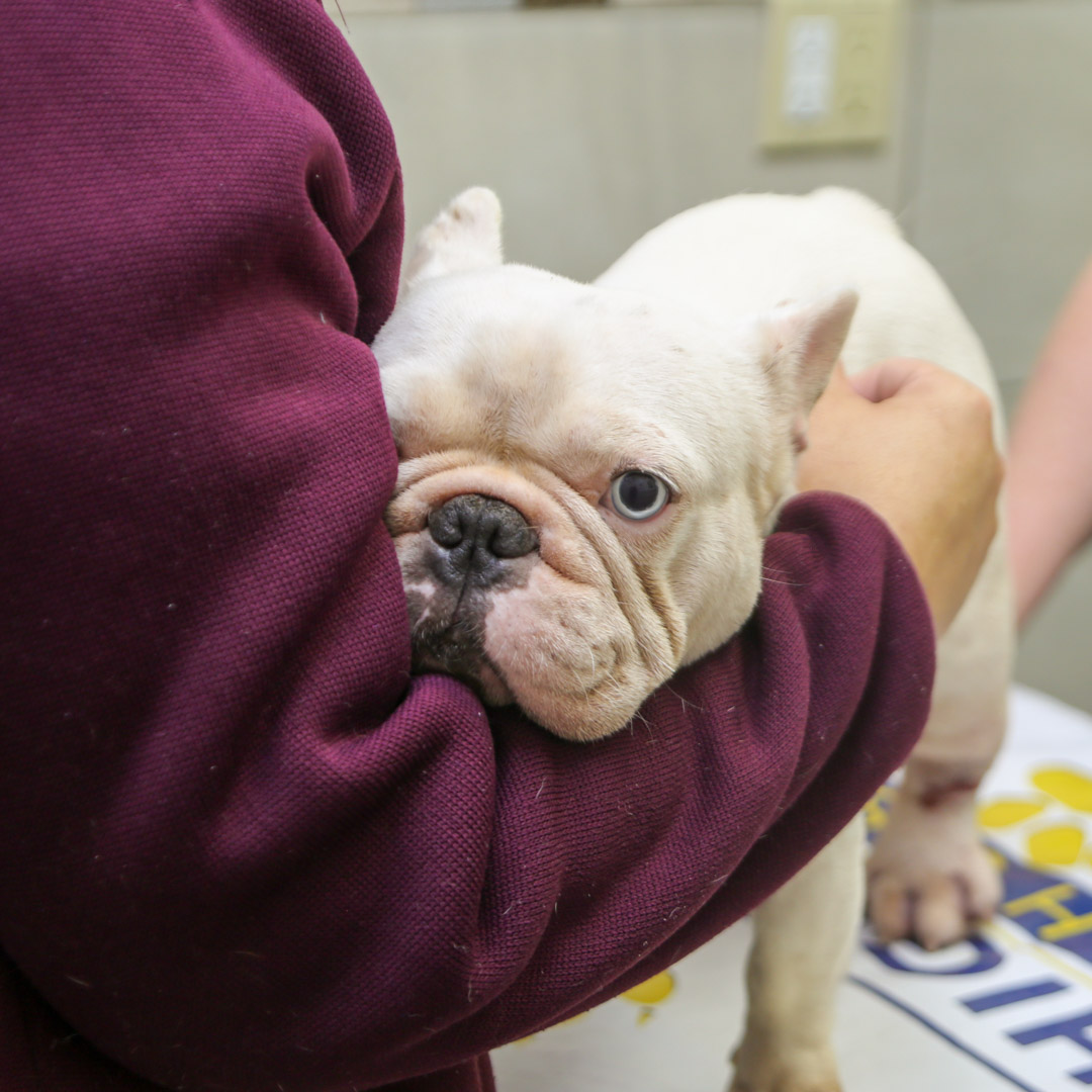 lost pets in Orlando Florida