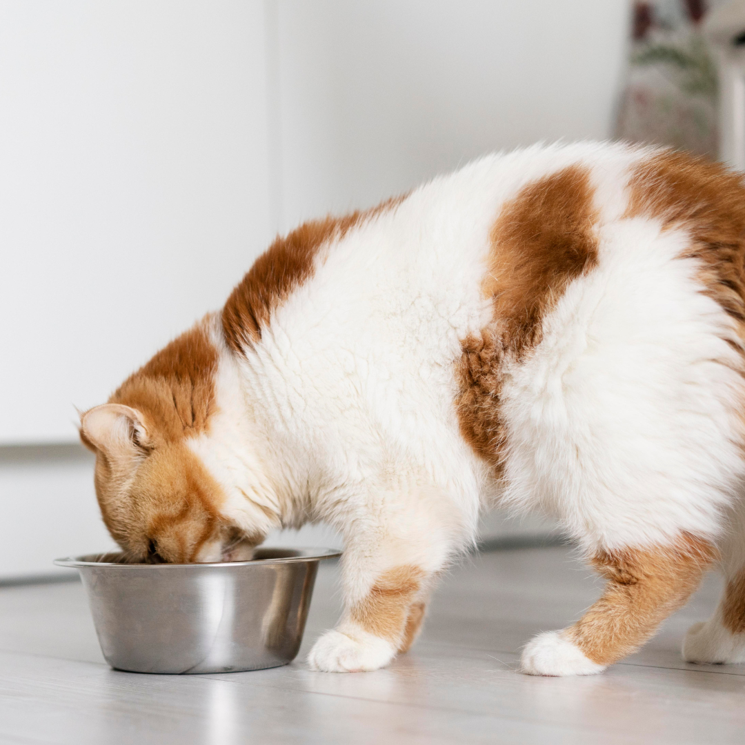 overweight pets in Orlando Florida