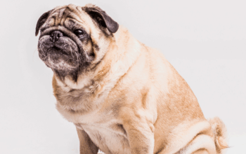 obesity in pets in Spring Hill Florida