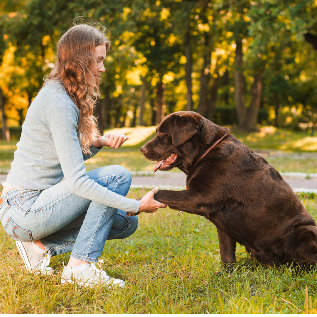 Training your dog in winter haven FL