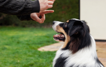 dog training tips in lakeland FL