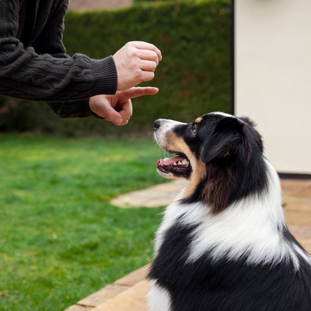 dog training tips in lakeland FL