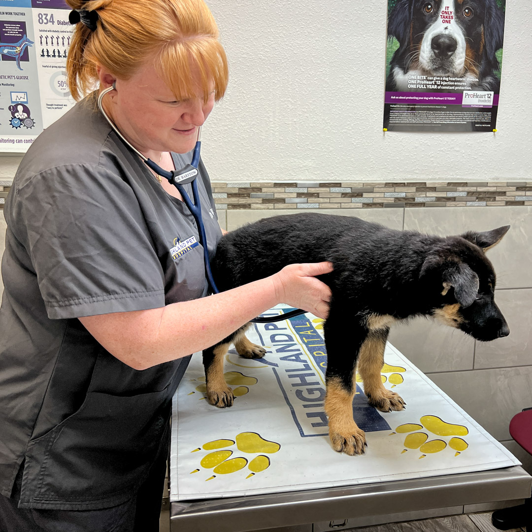 Veterinary care in Auburndale FL