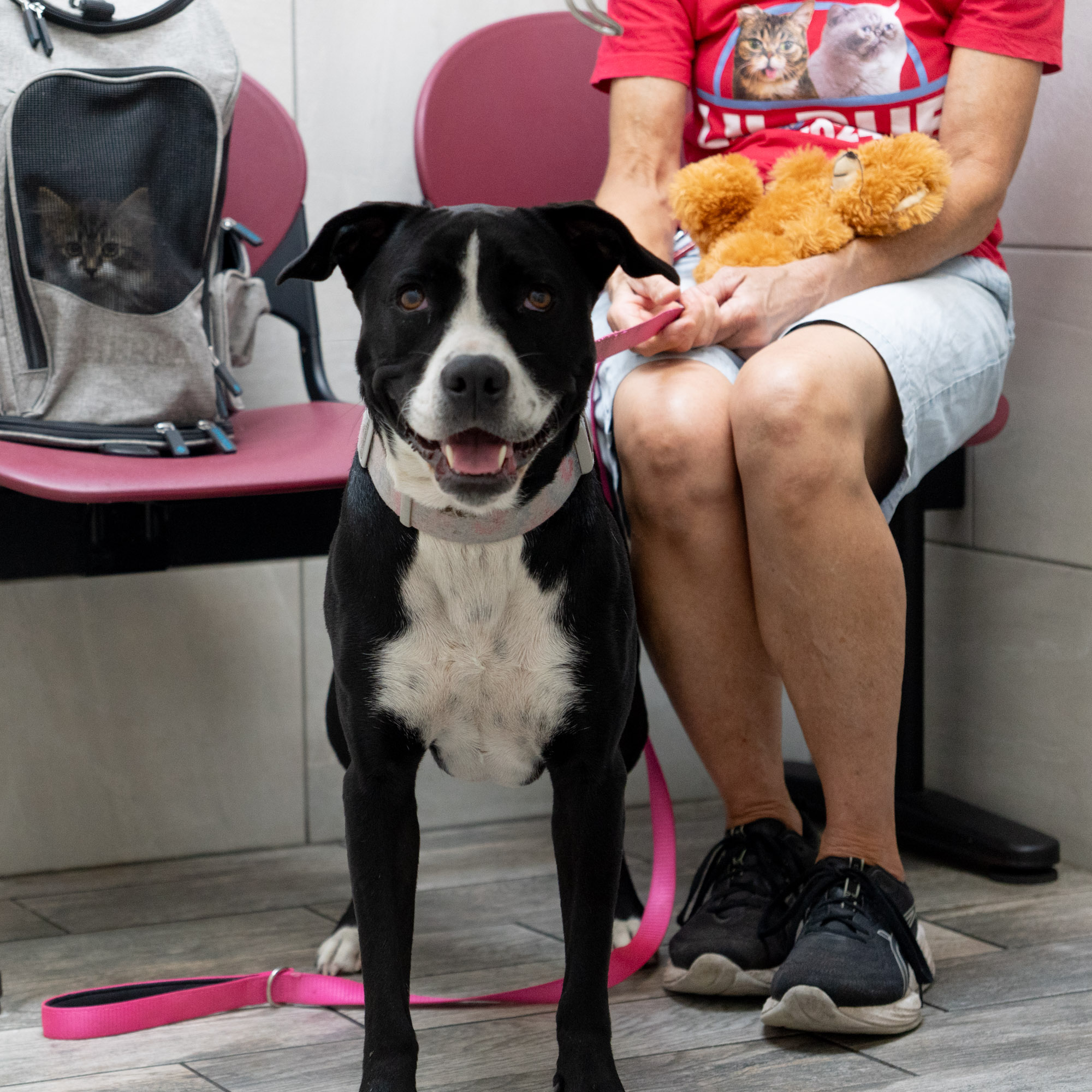 get your pet spayed or neutered in Lakeland, FL