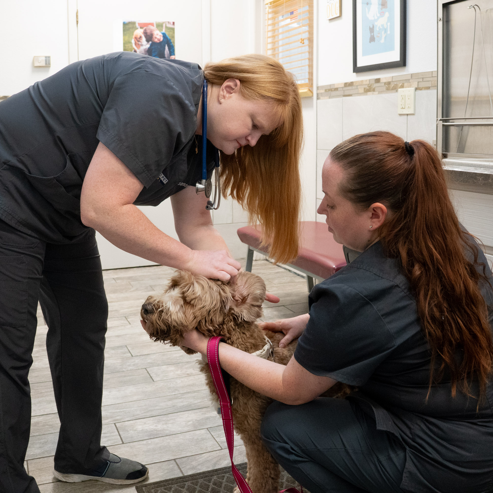 annual pet wellness exam in lakeland FL