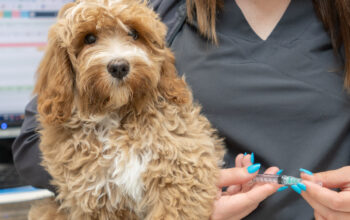 spay and neuter awareness month in winter haven FL