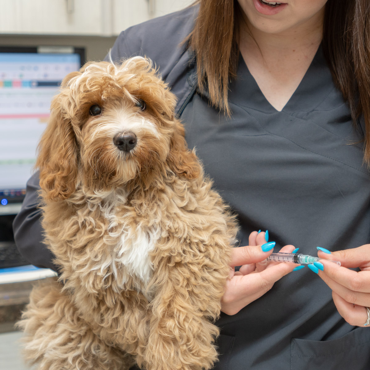 spay and neuter awareness month in winter haven FL
