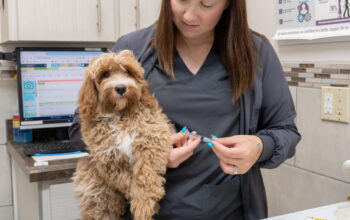 Heartworm prevention for dogs in Lakeland FL