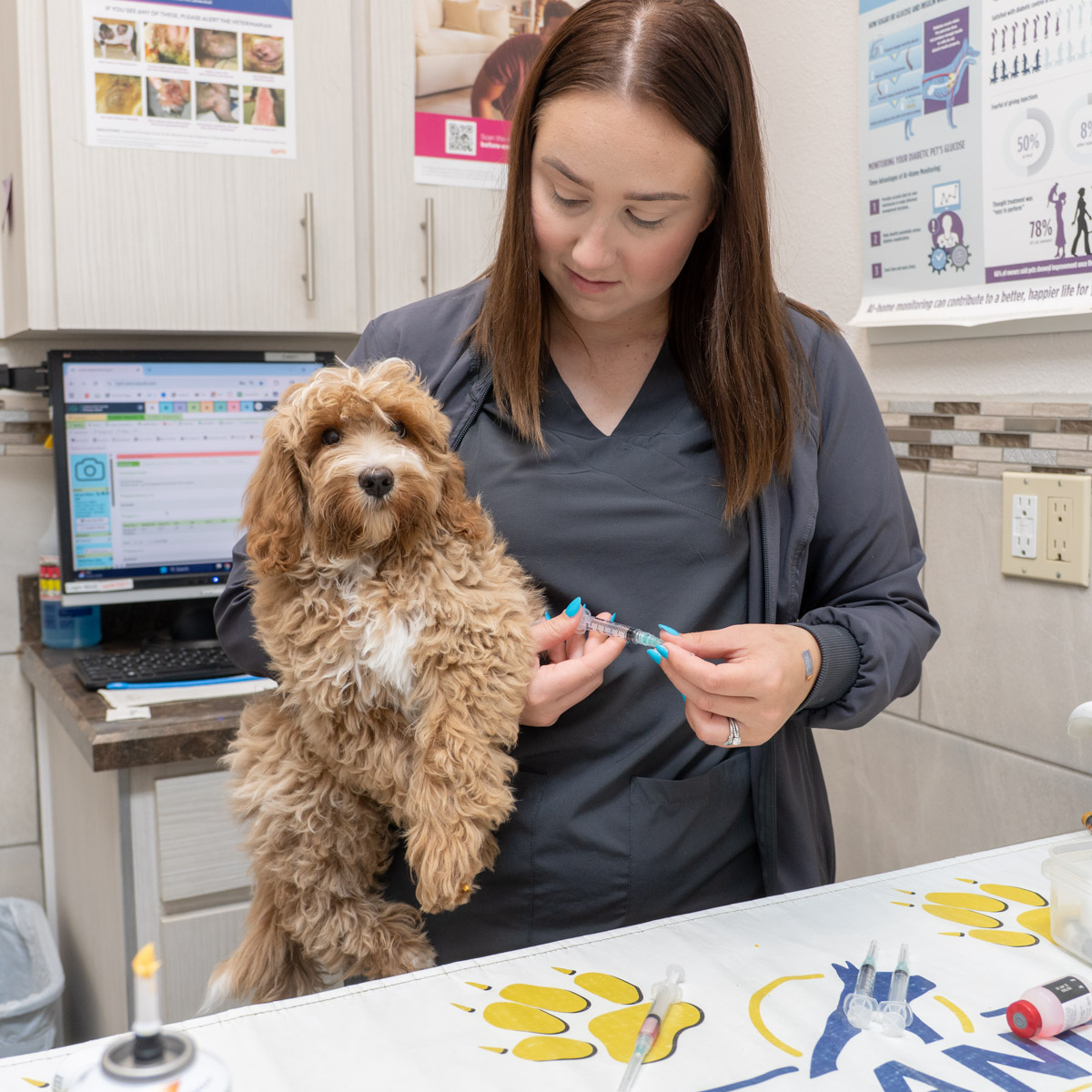 Heartworm prevention for dogs in Lakeland FL