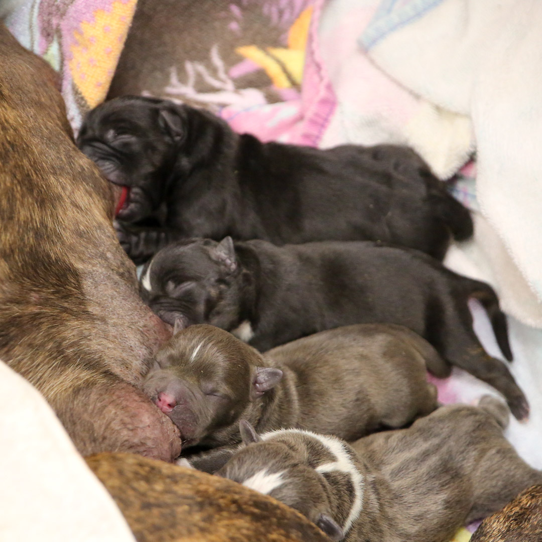 safer c-sections for dogs in Winter Haven FL