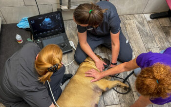 canine ultrasounds in Jacksonville, FL