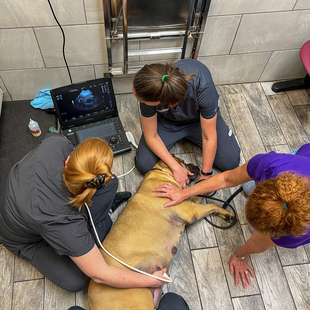 canine ultrasounds in Jacksonville, FL