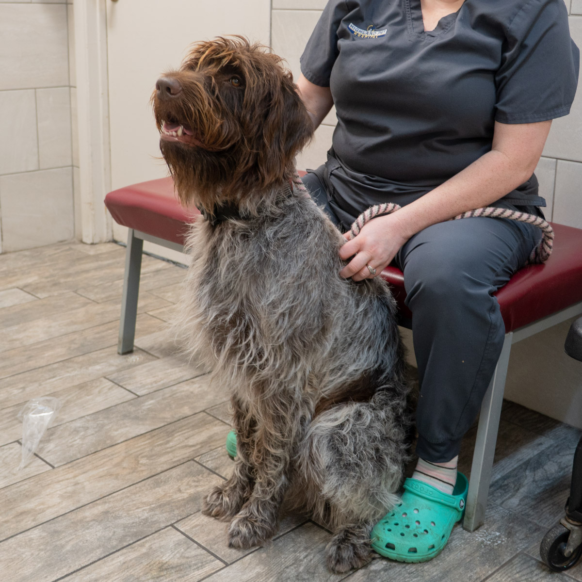 ethical breeders in Orlando Florida